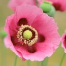 Poppy